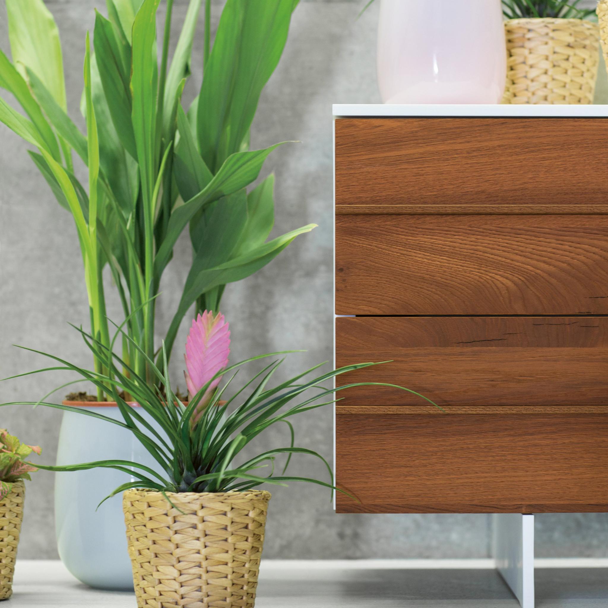 Oak Antique